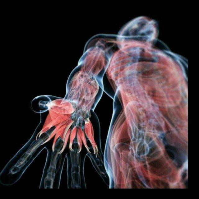 Anatomy video