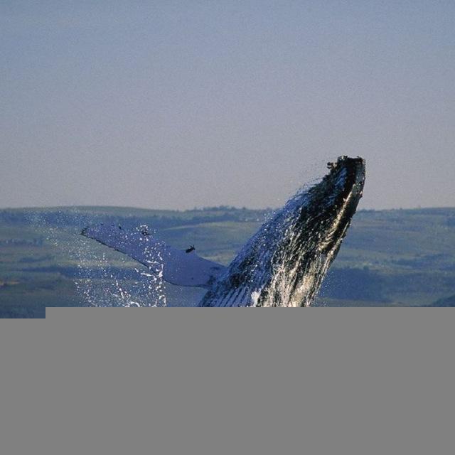 Mr.Комол 🐋 STOCK