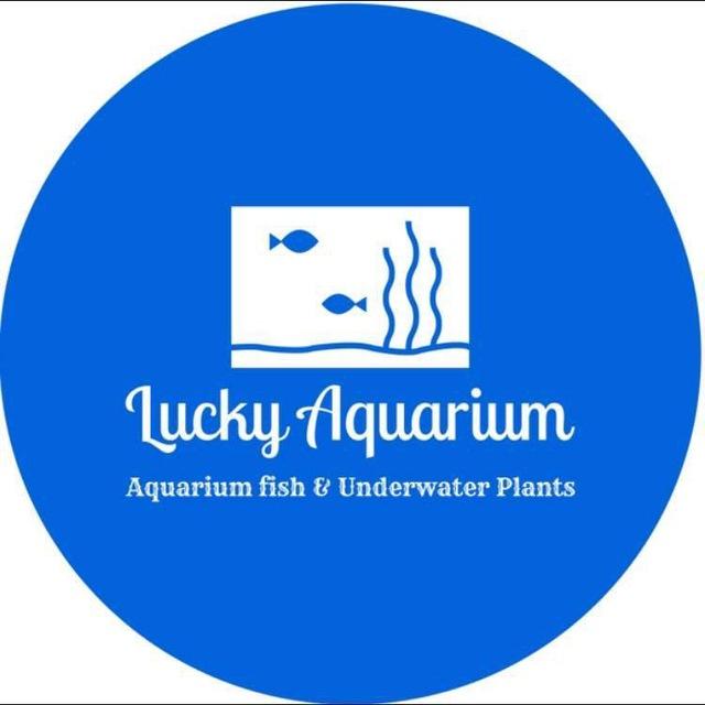 Lucky Aquarium