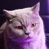 Котомодерн