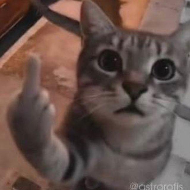 lliberty🐈‍⬛