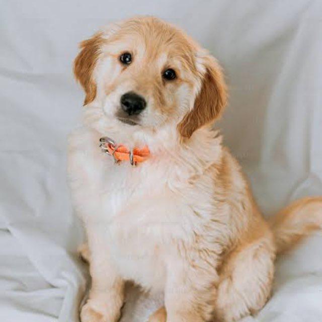VIP PET UPDATE