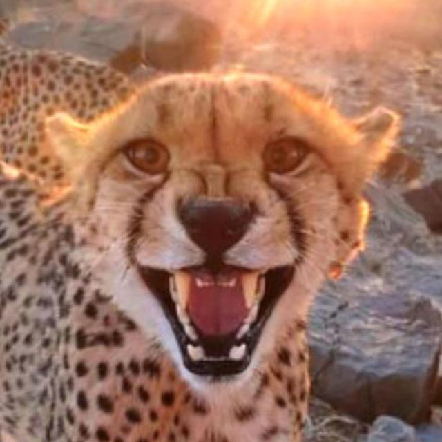 SFW CHAT: BIG CATS! БОЛЬШИЕ КОШКИ! Die Großkatzen!