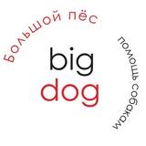 Bigdog_ekb помощь собакам🏡🐕💚