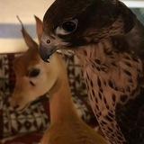 فُهَيرَة