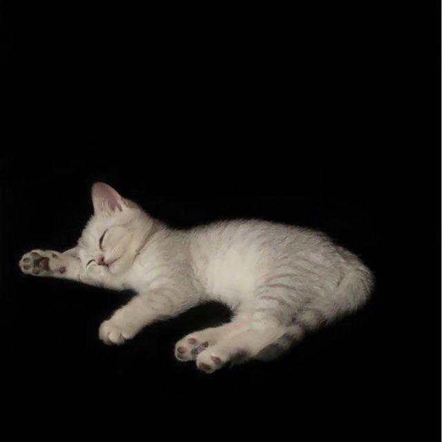 angels never sleep