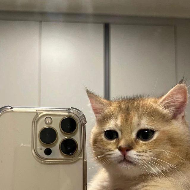 cat core [strange catposting^^]