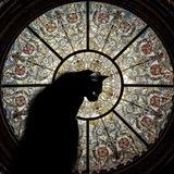 Kirche, Katzen, Kinder
