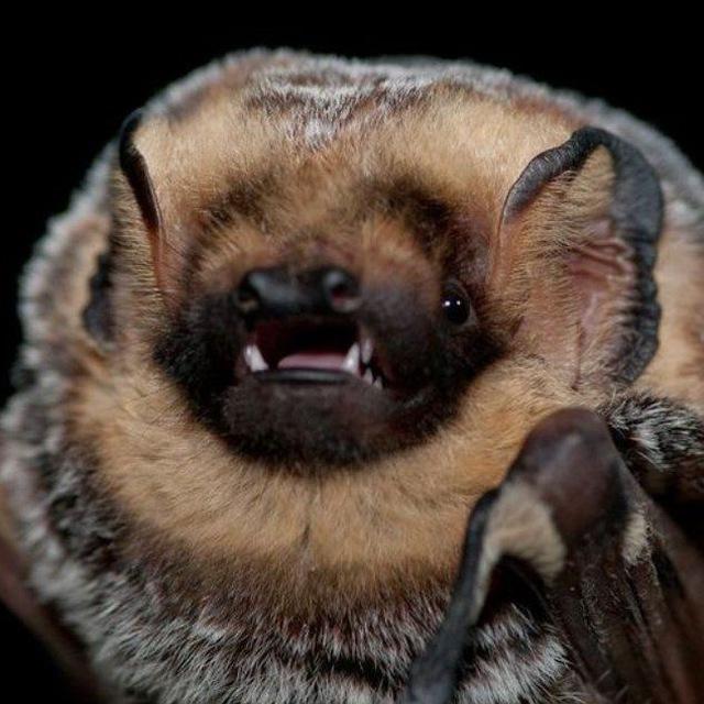 Bat's Deposit