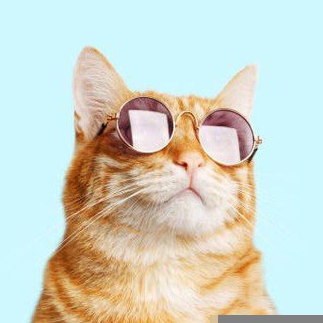 Funny Animals