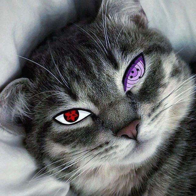 𝐓𝐄𝐒𝐓𝐈𝐌𝐎𝐍𝐈 𝐆𝐎𝐆𝐎 𝐈𝐃