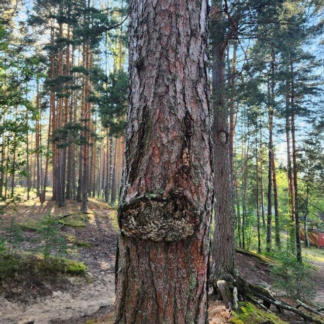 Шоковый шалман