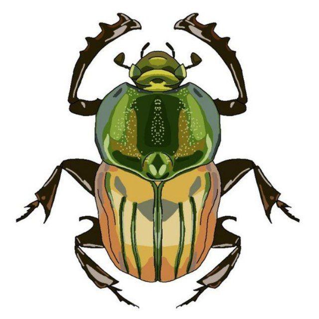 The Insect Cabinet