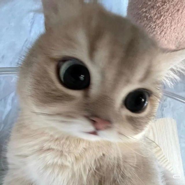 ݺ،رُقيةَ 