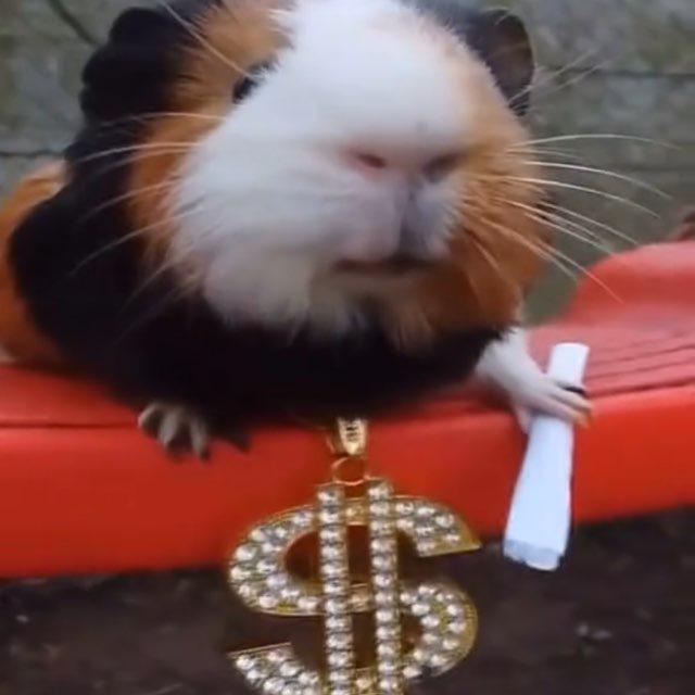 zemelka_soft