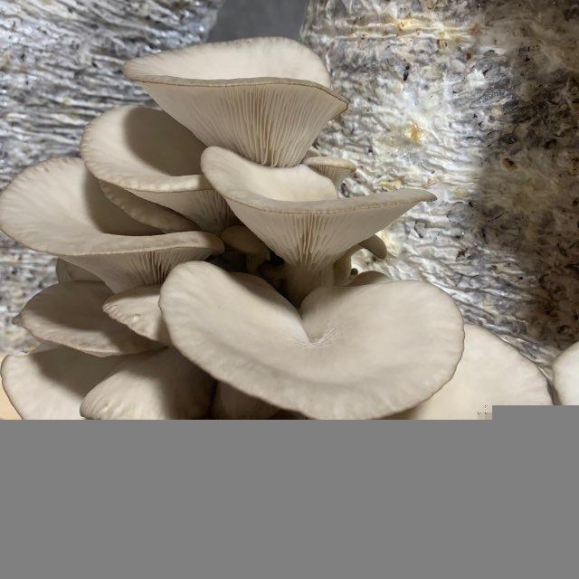 Ishtixon Qo’ziqorin🍄‍🟫