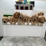 Golden Retriever Puppies For Sale Near Me