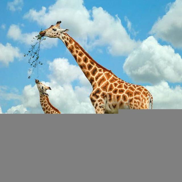 🐫Planète des animaux🇫🇷