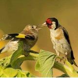 سهره دهن لر ایوب رحمتی آموزش سبک لر