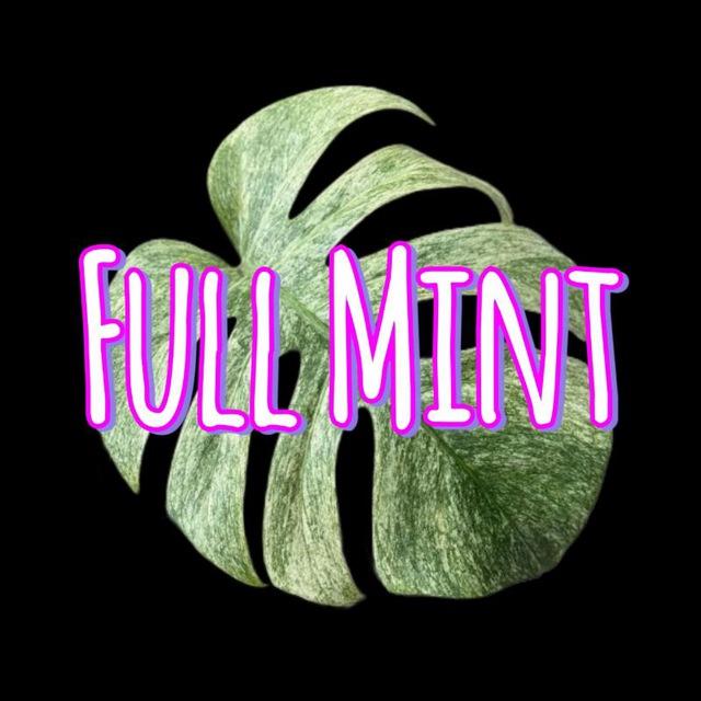 Full Mint 🍀 растения | коты