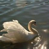 نُور ورَحمة هِداية وبَركة ♡゙ ~إسراء حمليلي🪽🦢🩵 𝓔𝓼𝓻𝓪𝓪 𝓗𝓪𝓶𝓵𝓲𝓵𝓲