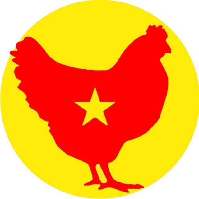 کارآفرینی با پرورش مرغ اینفارم