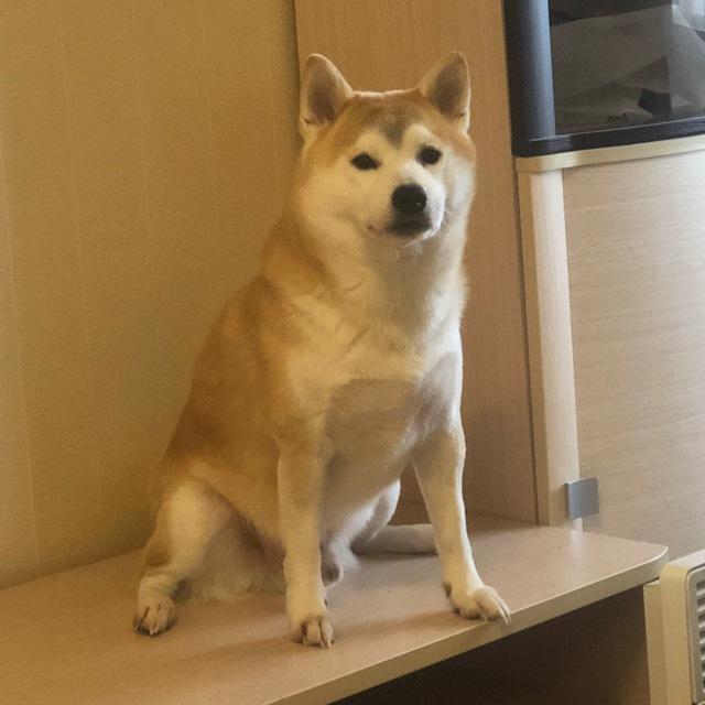 Тихий нос