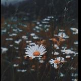 🌼🌼Mitti gulim moychechagim🌼🌼