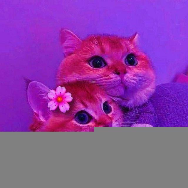𝐒𝐓𝐘𝐋𝐈𝐒𝐇 𝐍𝐀𝐌𝐄 & 𝐁𝐈𝐎 🇮🇳