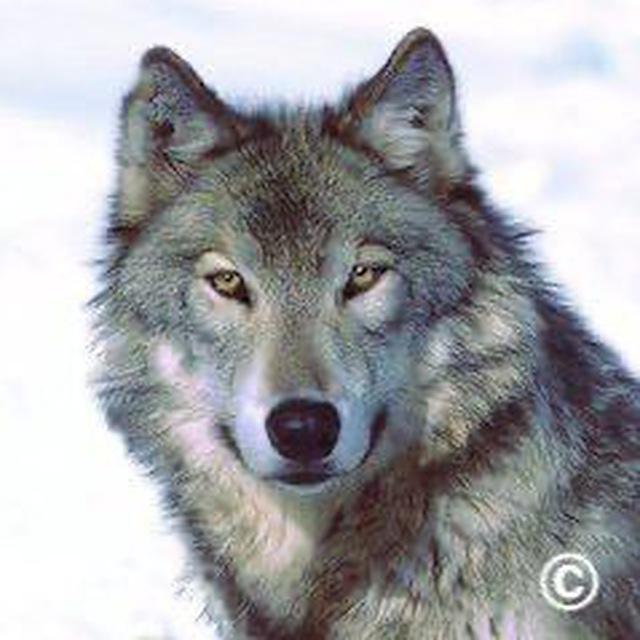 Wolfswanderungen - Germanische Heilkunde