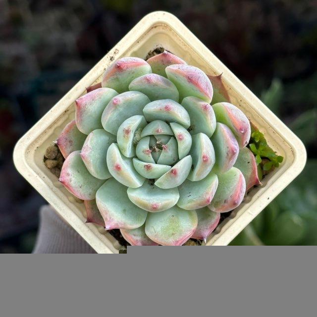 Green Monk | суккуленты и растения для дома