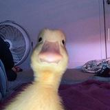 ميمز البخت