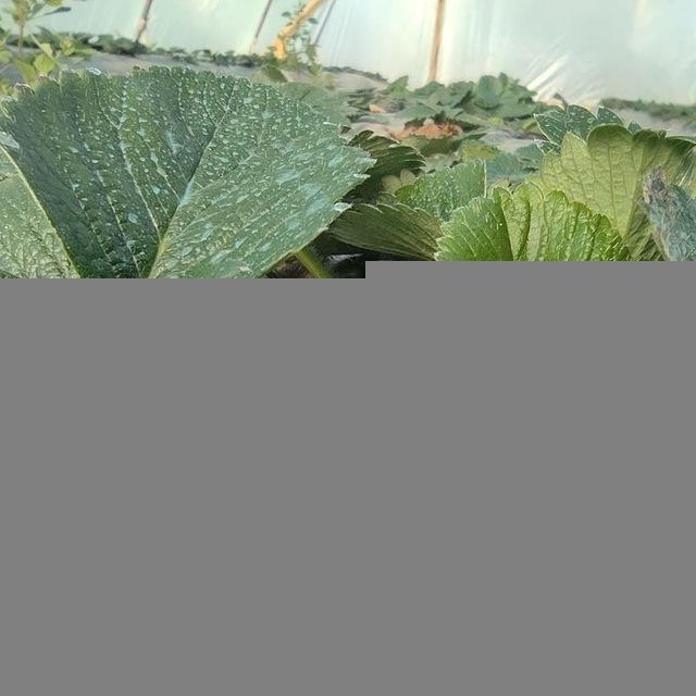 Всё о клубнике 🍓
