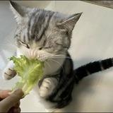meeowsixxx𓋜ִ