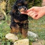 Ostrovgrez poodle kennel
