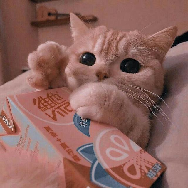 kucing lucu