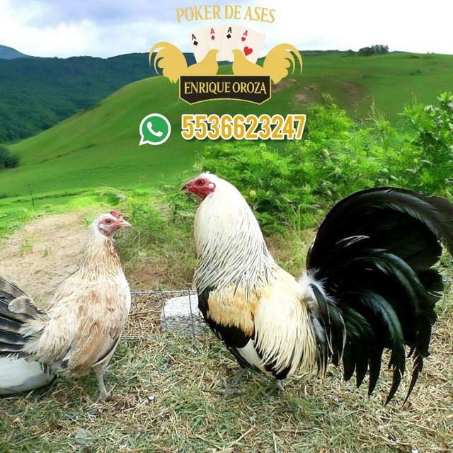 🏆🐓🇲🇽CRIADERO POKER DE ASES🇺🇸🐓🏆