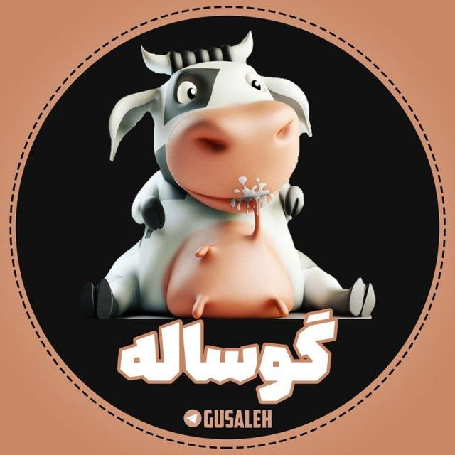 گوساله