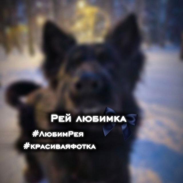 ВЗ ЧАТ 🐕🐱 Лапки счастья: собаки и кошки в кадре