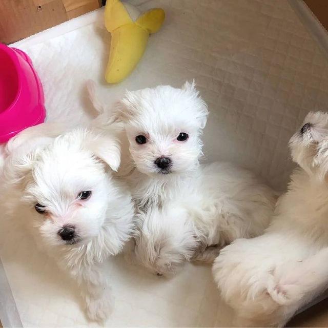 Cute puppies/ Pomeranian/ Maltese ready for adoption and rehoming🇺🇲