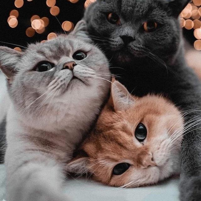 宠物世家😺🐶