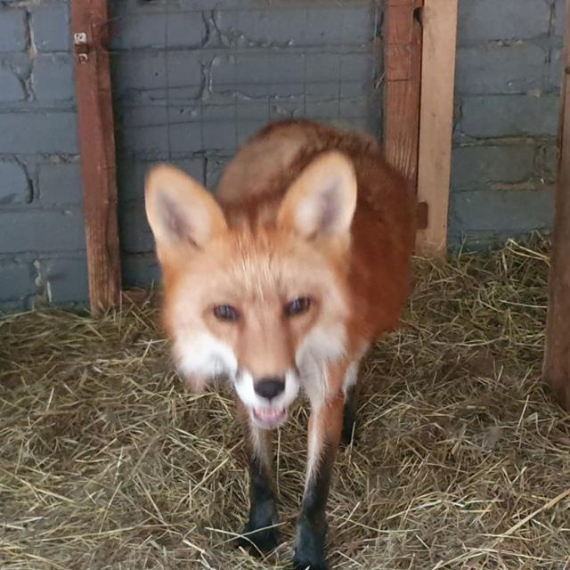 Zoo.vidnoe