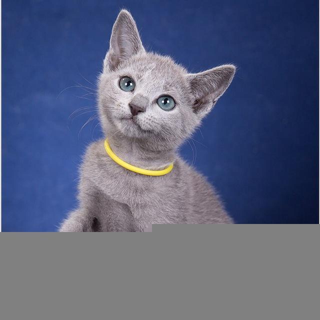 razdolie_russianblue