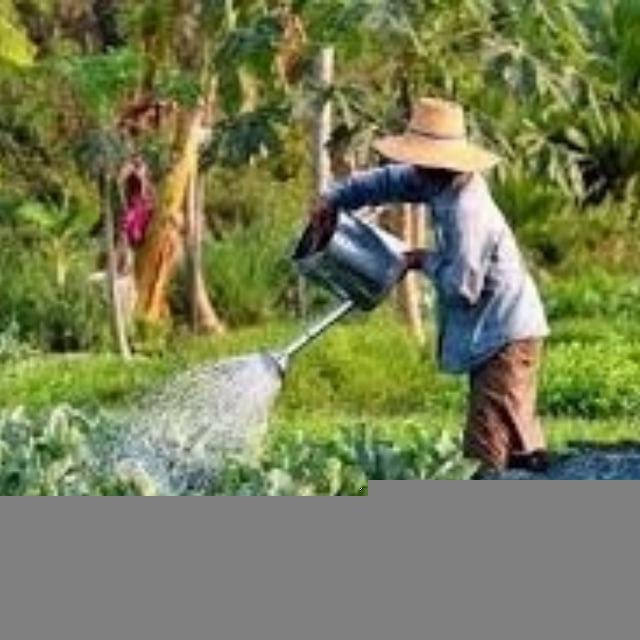 កសិកម្មចំរុះ