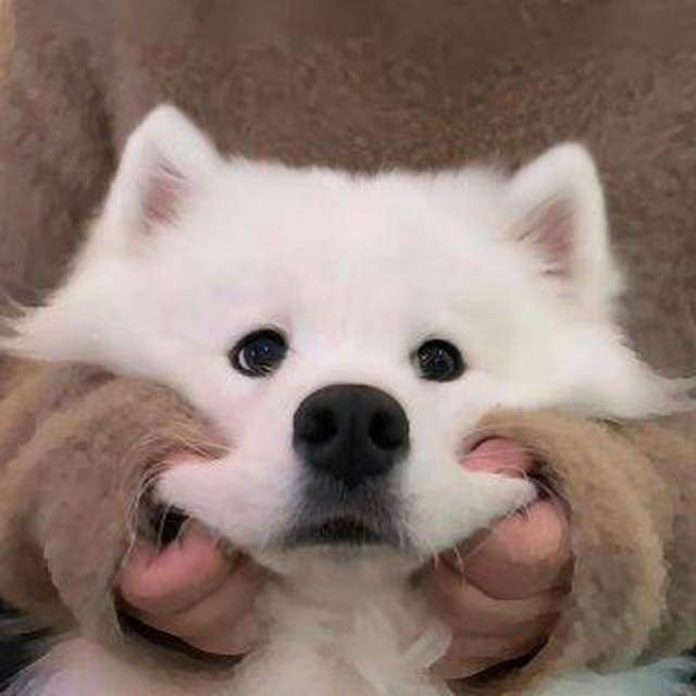 可爱小狗