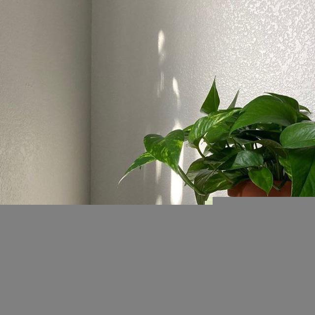 نبتة🍃