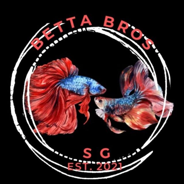 Betta Bros SG (local fish stock)