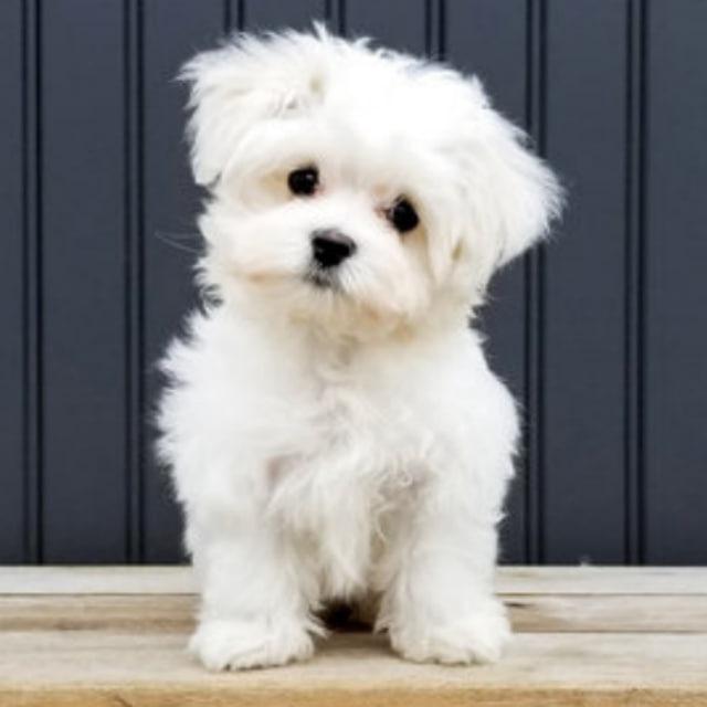 Cute and Fun Videos 🥰