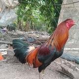បក្សីកីឡាមាន់ជល់ កោះក្របី