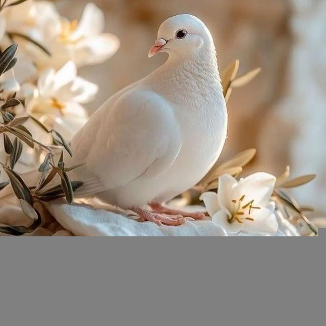 خَـيال🩶.